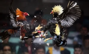 Bí Kíp Cách Chơi Đá Gà Sabong Tại 789Win Luôn Thắng Từ Cao Thủ